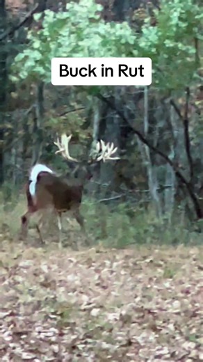 Powerful Deer with Wild Antlers in Rut Season