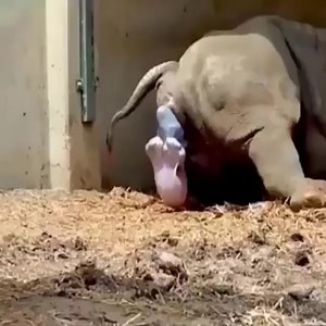 White Rhino Giving Birth - | Fishing Life