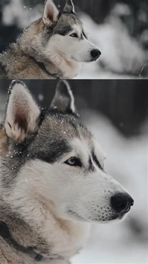 Exploring the World's Most Deadly Dog Breeds!" 🐶⚠️