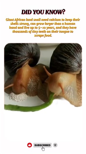 You Won’t Believe This Giant Snail 😳🐌 #wildlife #wildanimals #shortpage #shorts #animalfacts