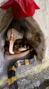 Beautiful Banded krait vs Cobra Snake. 🐍❤️🌹🇮🇳. Please follow me. #highlightseveryone | Mobarak Snakesaver