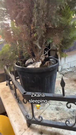 🫠 | Zoom Zoo World