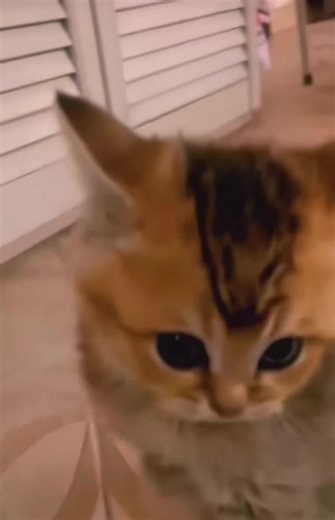 面白い猫動画集 - 笑える猫と犬の瞬間