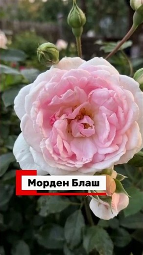 TOP 3 ROSES THAT BLOOM ALL SUMMER 🌹