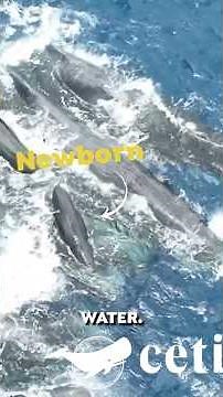THIS Rare Whale Birth Video Blew my Mind! 🐳