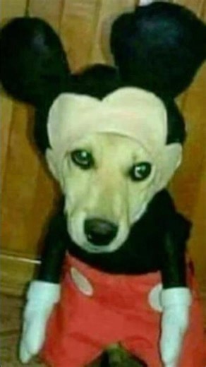 6 RANDOM FACTS YOU DIDN'T KNOW #funfacts #historicalfact #curiosities #didyouknow