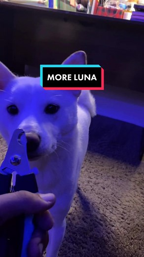 Humble Your Shiba Inu During Grooming