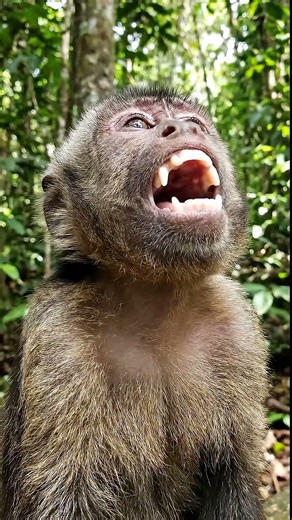 Monkey Laughing Like a Human 🤣 #shorts #viralshorts