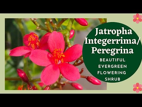 Evergreen Flowering Shrub: Jatropha Integerrima Plant Care Tips