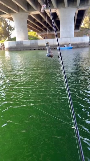 Language warning sorry i swear like a sailor lol intresting catch in the san diego harbor #Blazeit #rarecatch #fatty #fishing #sandiego #jigdaddyfishing