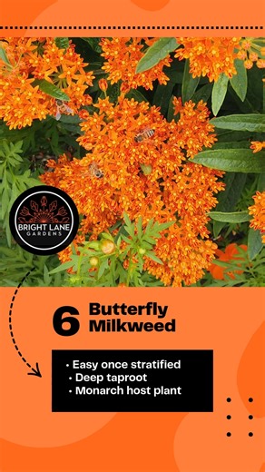 Starting native plants doesn’t have to be complicated. These are some of the easiest native flowers to grow from seed, making them perfect for beginners or anyone wanting quick, reliable success. If you’re new to native seed starting or want plants that germinate without a lot of extra steps, this list is a great place to begin. Which one are you starting this season? #nativeplants #seedstarting #pollinatorgarden #beginnergardening #gardeningtips | Bright Lane Gardens
