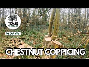 Chestnut Coppicing – Sustainable Woodland Management | TAG Tree Care 🌳