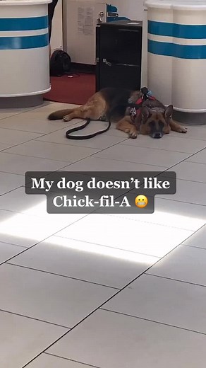 she prefers PopEyes 😬 🐾#foryoupage #viral #dog #germanshepherd #puppy #fyp #fypage #fpy