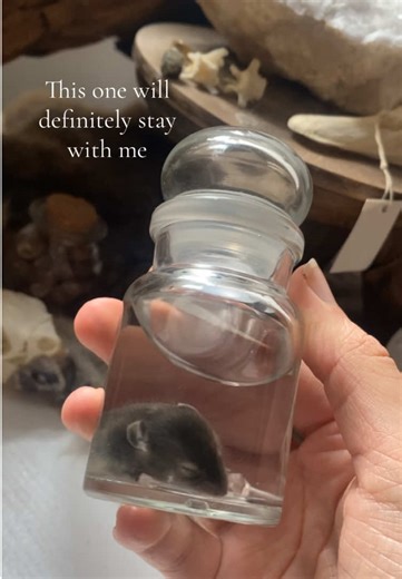 Creating a Touching Wet Specimen of a Baby Mouse