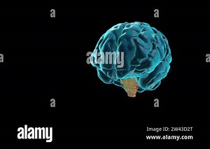 Brain brainstem human atlas Stock Videos & Footage - HD and 4K Video Clips - Alamy