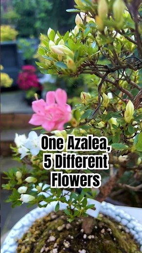 One Azalea, 5 Completely Different Flowers