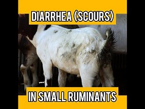 Diarrhea in Goats (scours) II healthy goats
