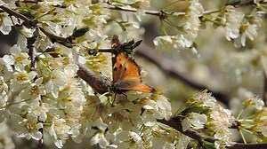 Tortoiseshell Butterfly