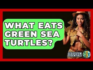 What Eats Green Sea Turtles? - Ecosystem Essentials