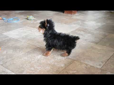 Yorkie Puppies For Sale