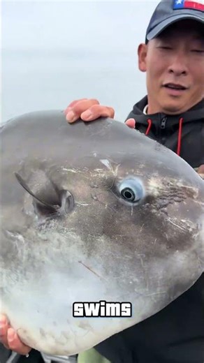 Why This Fish Doesn’t Care?It's Being Eaten Alive! 🐟 #animals #sunfish #knowledge #facts #shorts