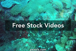 Fish Sea Videos, Download The BEST Free 4k Stock Video Footage & Fish Sea HD Video Clips