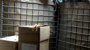 Camel Spider Ready to Rumble