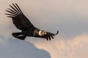 Cóndor andino: ¿Por qué es vital la conservación del ave voladora más grande del mundo?