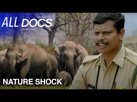 Trying To Find Out Who Killed So Many Elephants in India | Nature Shock | All Documentary