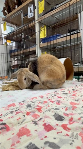 O'Hare's booty shaking binky. This past spring O'Hare had liver lobe torsion that was caught very early so he was rushed into surgery and has completely recovered. Liver lobe torsion is a serious condition where part of the liver twists (cause unknown), cutting off blood supply. The symptoms are very similar to GI stasis (loss of appetite and energy, tight stomach, hunching in pain) so it's important to take your bunny to a vet right away. Diagnosis can only be made via a blood test and if surge
