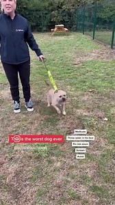 39K views · 418 reactions | “I could cry” Multiple Trainers Couldn’t Help This Dog, One Session and What a difference #borderterrier #dogsofinstagram #dogtraining | Southend Dog Training | Facebook