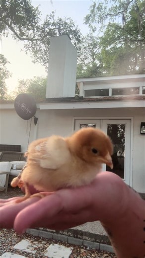 POV: You ordered one chicken and got the deluxe package. 🐔✨ Meet Quadzilla… twice the legs, twice the attitude, and 100% the main character. 😂 #Quadzilla #FourLeggedChicken #ChickenTok #FunnyAnimals #TikTokPets