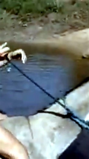 Donkey riding through shallow water #horse #horseriding