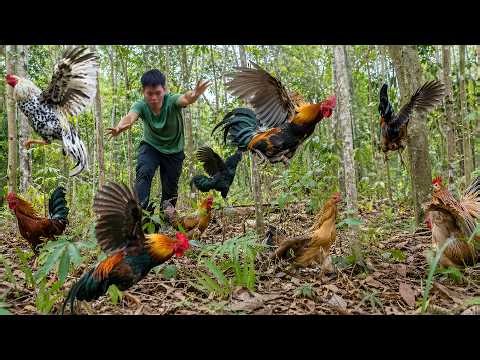 Solo Wilderness Survival: Inspecting Chicken Traps Among Dangerous Thorns