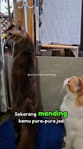 Opet the cat was ordered to become a statue. #cat #catcomedy #cat #shorts