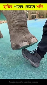 373K views · 2.1K reactions | Amazing Facts About Elephant’s Foot| #elephantfacts #animals #animallover #wildlife #animalfacts #ElephantLove #AmazingNature | কল্পবিশ্ব | Facebook