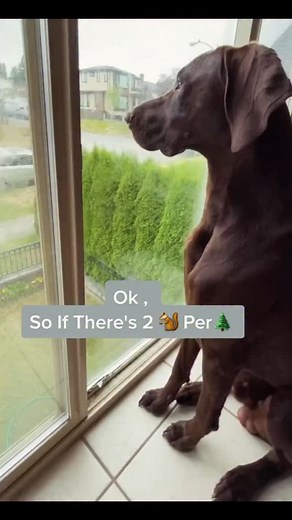 1.4K views · 31 comments | Squirrel math by Rocky 藍️#rockygsp❤️ #dog #doglover #doginstagram #dogsofcanada #aroundtheworld #followｍe | Rocky German Shorthair Pointer | Facebook