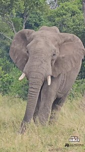 457 reactions · 17 shares | Elephant bull #nowfilming #zebraplainsmoments #zebraplainscollection To enquire about, or book, a safari at one of Zebra Plains Collection's Camps you can get in touch at: reservations@zebraplainsmara.com Or WhatsApp on +254790789122 Download our brochures to learn more about the camps: www.zebraplainscollection.com/brochures | Rob The Ranger Wildlife Videos | Facebook