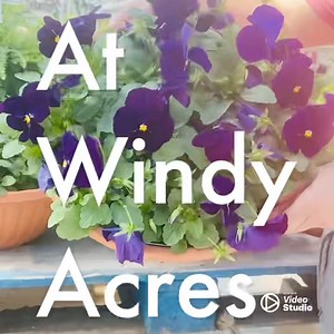 1K views · 14 reactions | Easter Flower Arrangements are available at Windy Acres Farm Greenhouse! March 29th & 30th. Open 9-4pm. Windy Acres Farm is located at 37W 446 Fabyan Parkway Geneva, IL 60134 1/4 mile west of Randall Road www.windyacresfarmstand.com 630-232-6429 | Windy Acres Farm Geneva, Il | Facebook