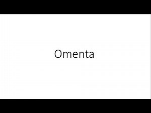 Omenta - Anatomy