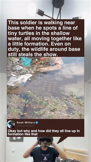 This soldier spots a line of tiny turtles