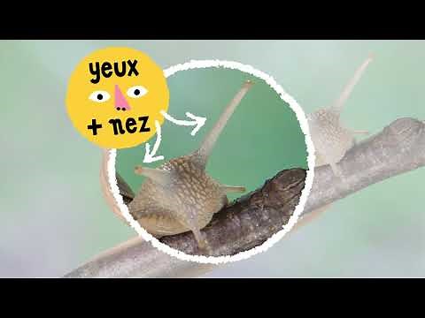 La Nature à la loupe : l'escargot