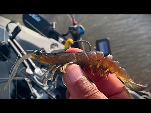 Z-Man PrawnStarZ is a Game Changer!