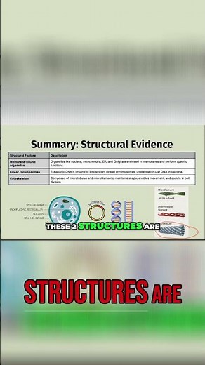 Cytoskeleton: Structure & Function in Cell Division