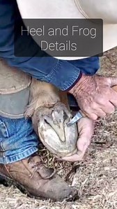 29K views · 406 reactions | When horse's feet are properly trimmed,...