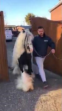 Jack Sparrow - Legendary Miniature Gypsy Cob Stallion