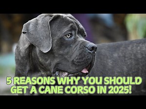 5 Reasons Why You Should Get a Cane Corso in 2025!