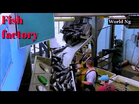How Fish are processed in the factory
