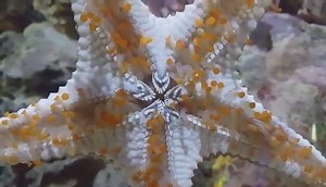 The underside of a Starfish is covered in hundreds of tiny tube feet. Each foot has a small suction cup on the end which is used for walking, attaching to rocks and holding onto food. With so many small feet starfish can move pretty fast! | The Deep