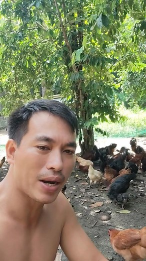 Naka try nako ug Basilan #basilanchicken #nativechicken #friendlychicken | Rovic Mique